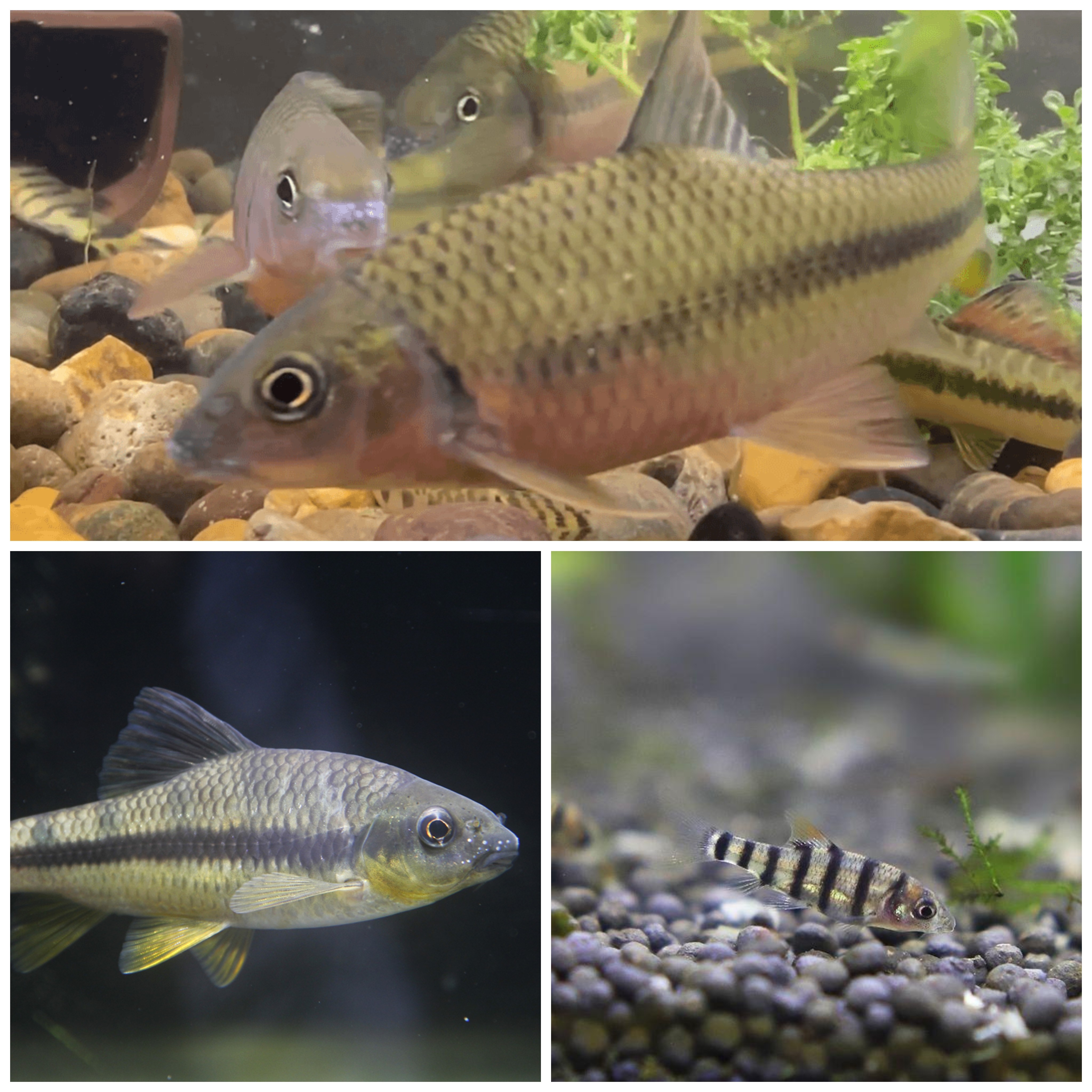 原生红腹溪石斑黄鳍黄腹石斑鱼冷水淡水鱼石豪鱼耐活观赏鱼宽鳍鬣