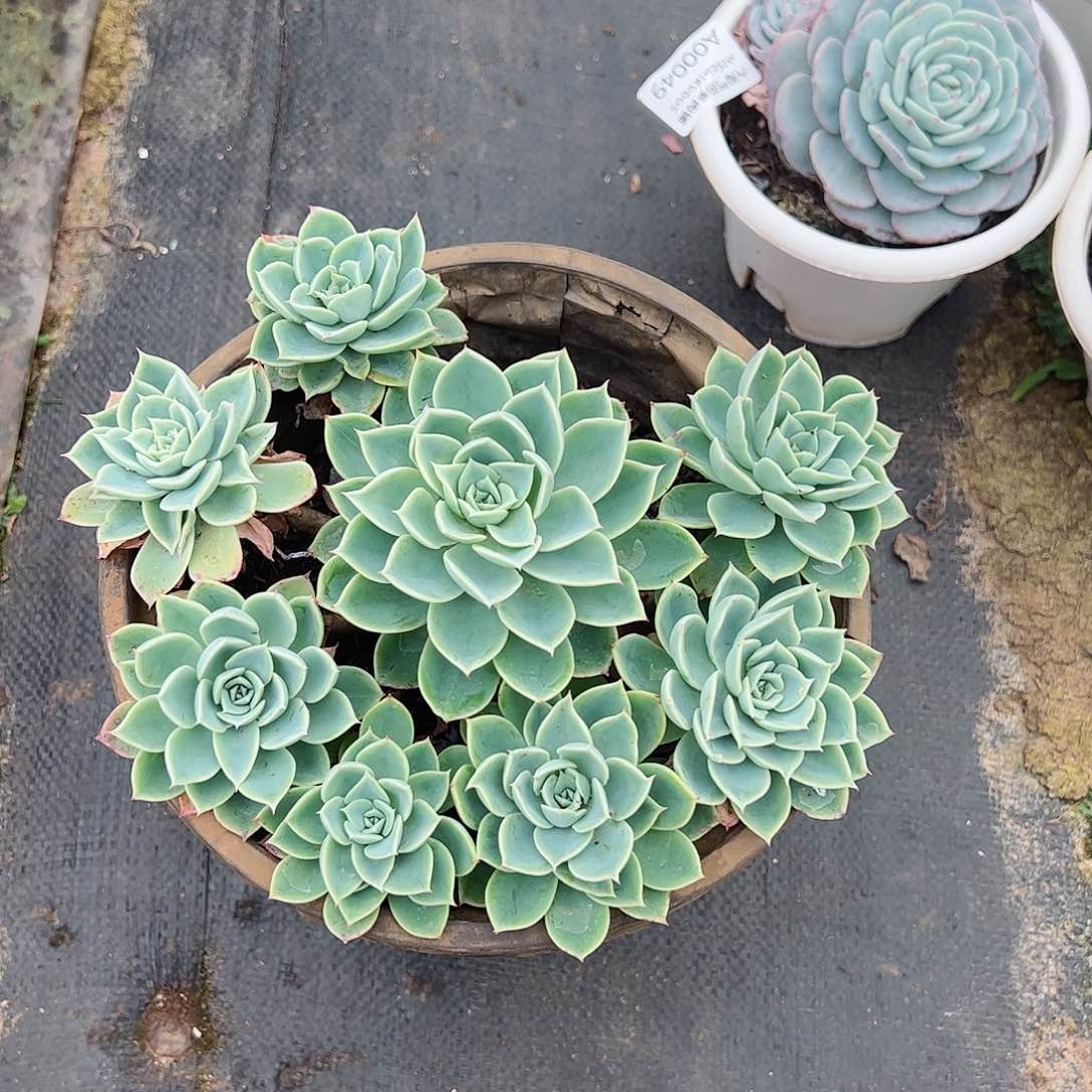 三色堇群生老桩多头