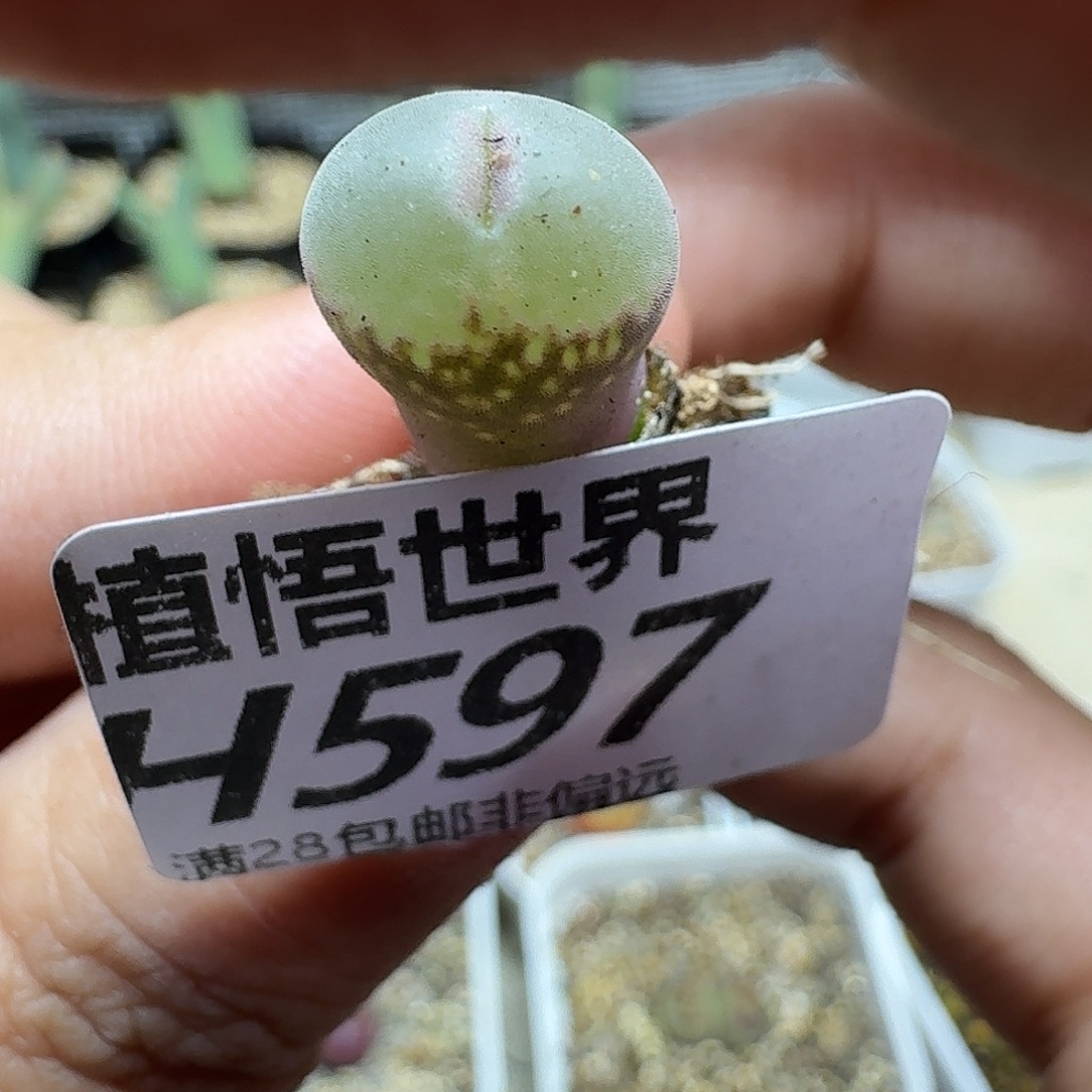 多肉植物的人啊ghjn