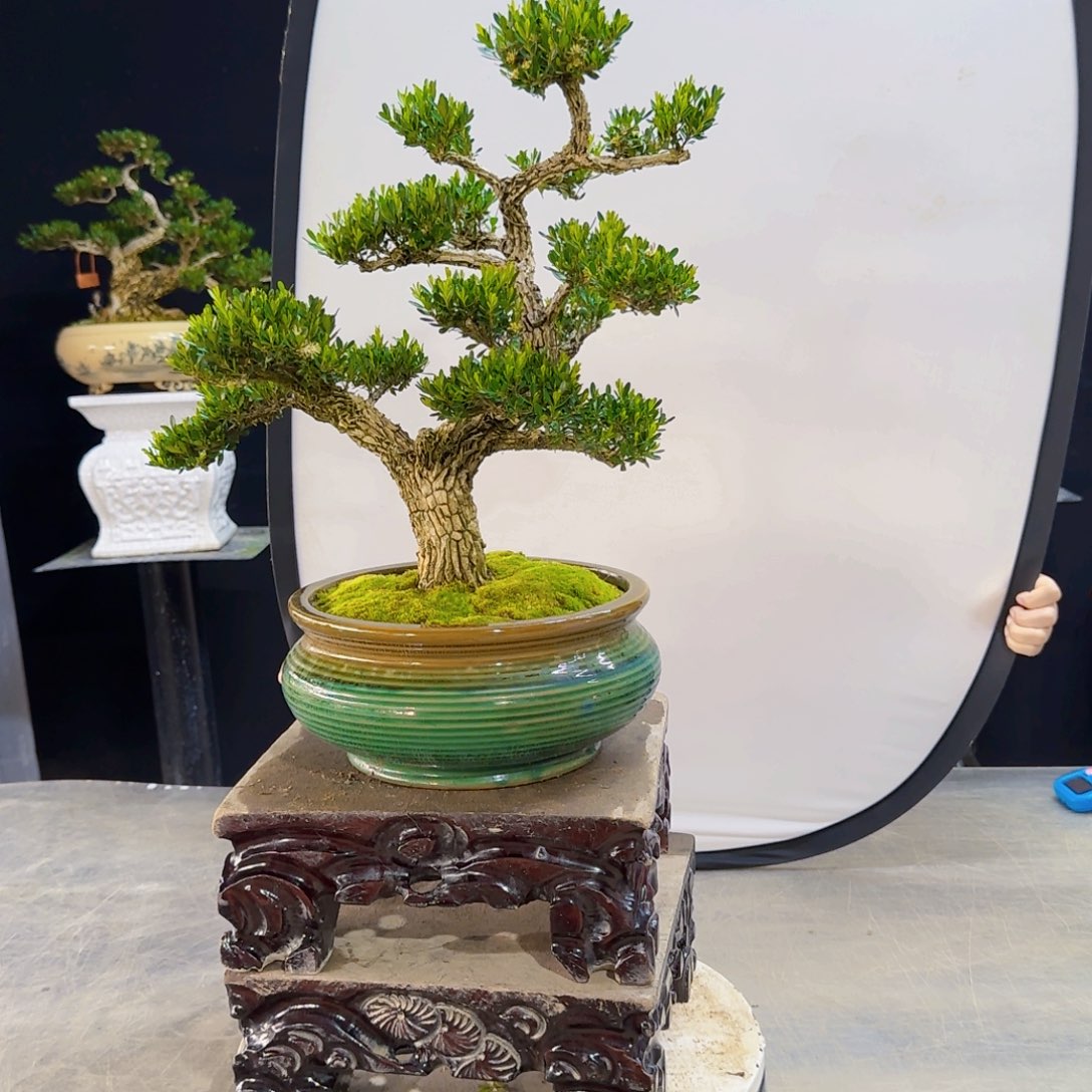 高端黄杨盆景艺术