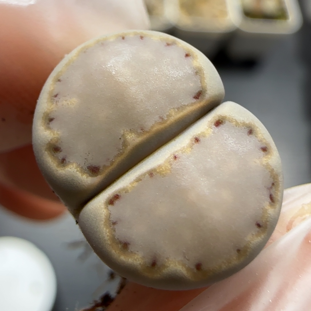 11.30。干净ken饼福利。5024