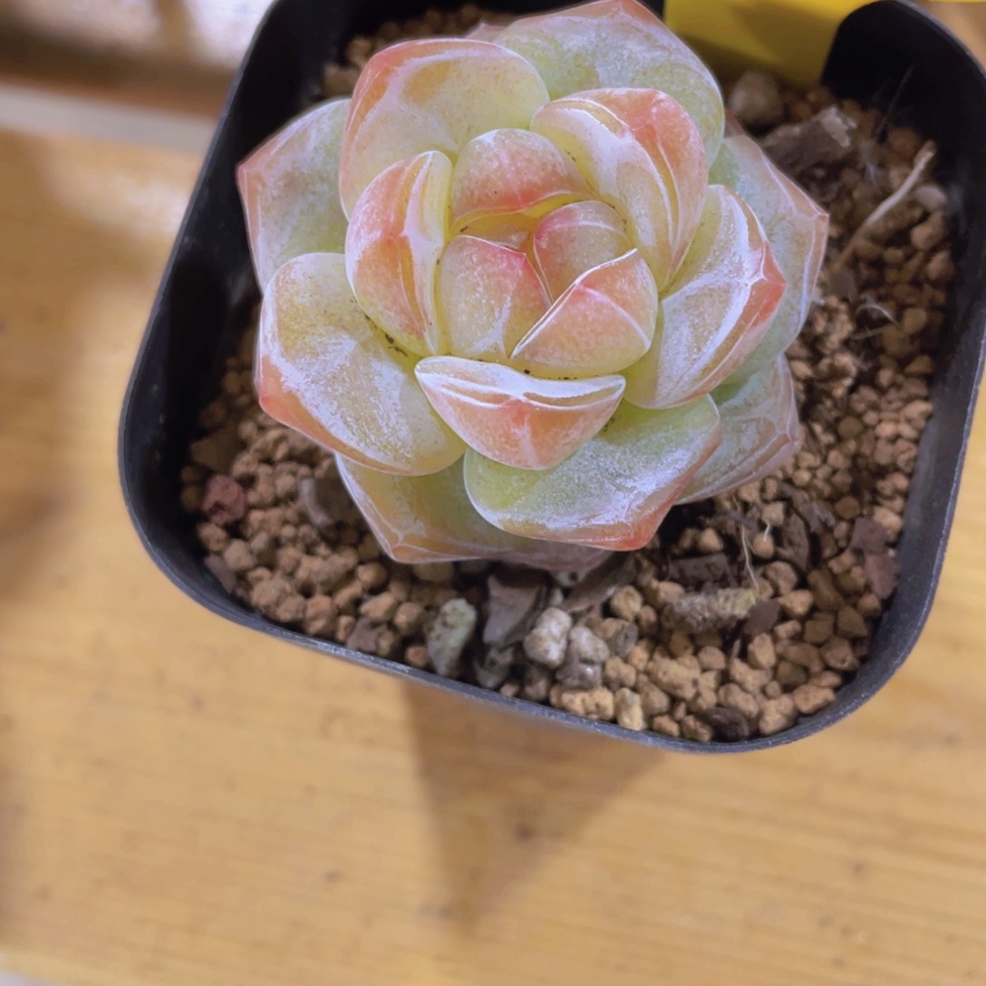 291号 钻石大白兔孤品