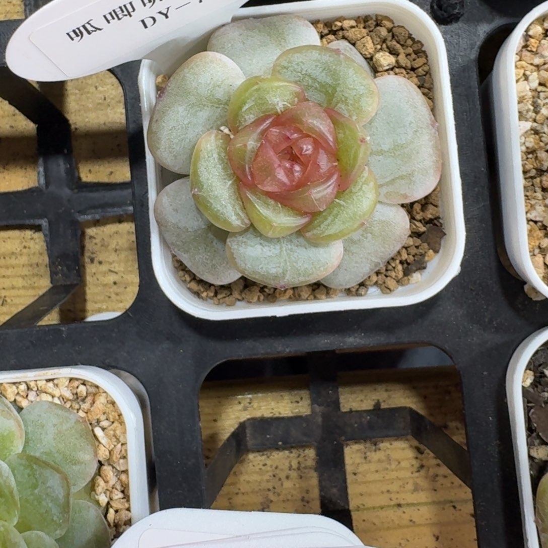 周***函1011-079-彩色恋人