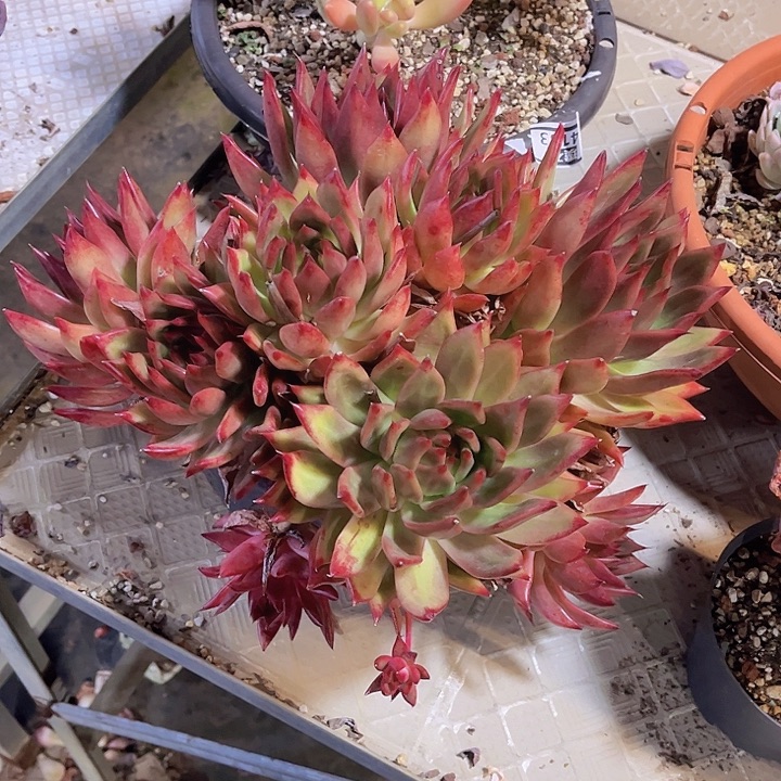 超弗25202多肉植物