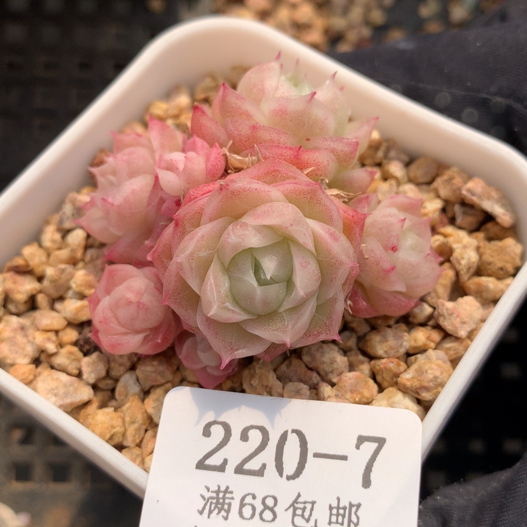 7。小脸潘多拉女王群。5.5cm。