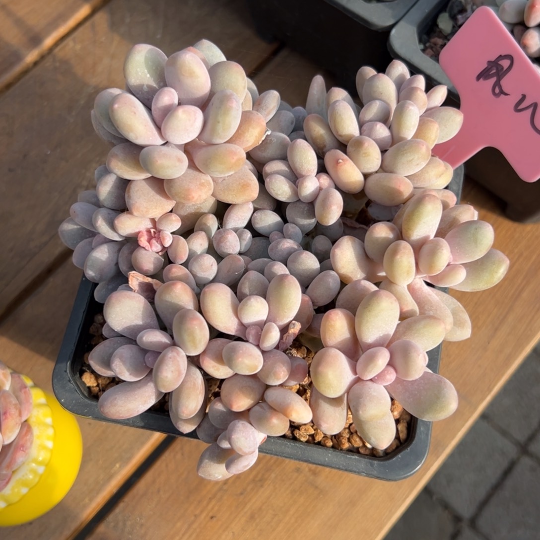 什***儿蛋黄奶11111111111111111