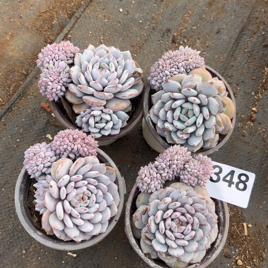 卉****348号新疆西藏内蒙古不包邮