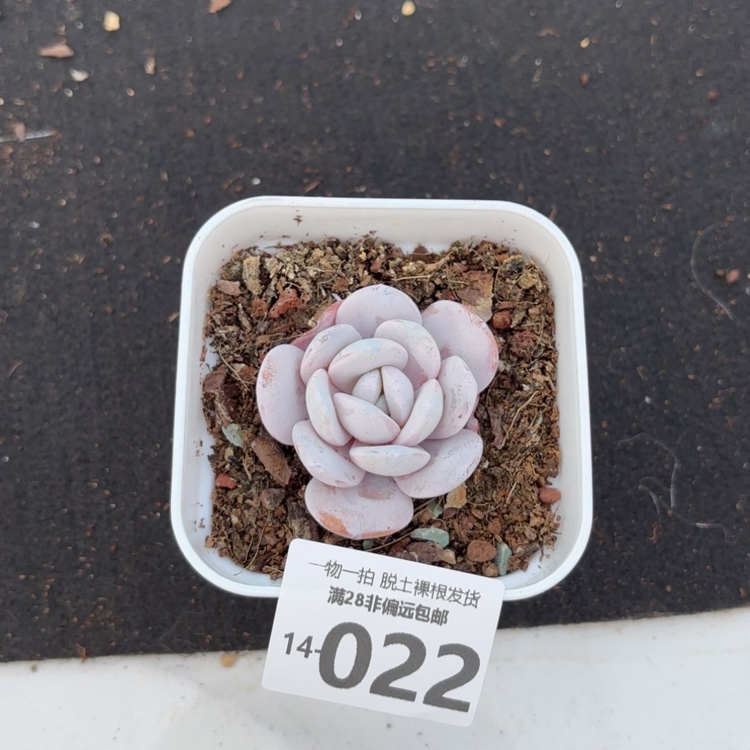 雪莲多肉多肉多肉