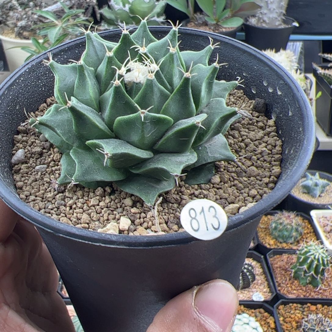 帝冠实生6.3一物一拍813