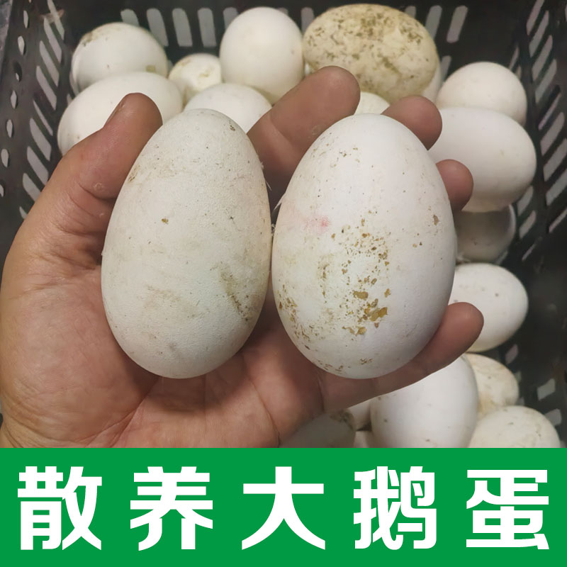散养土鹅蛋大个安徽大鹅蛋粮食喂养 