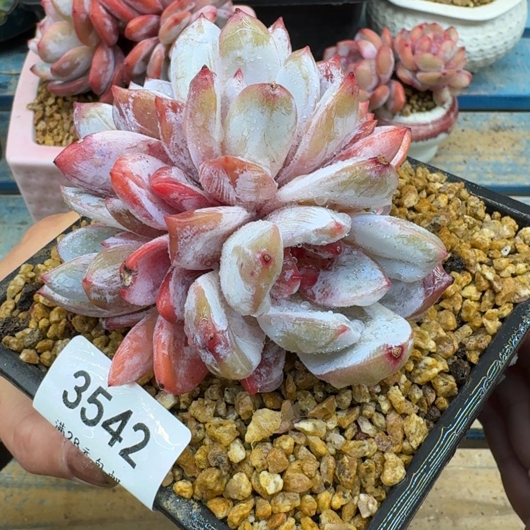 3542糖芯雪天使（11厘米左右）