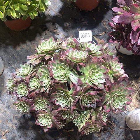 655莲花多肉法师锦