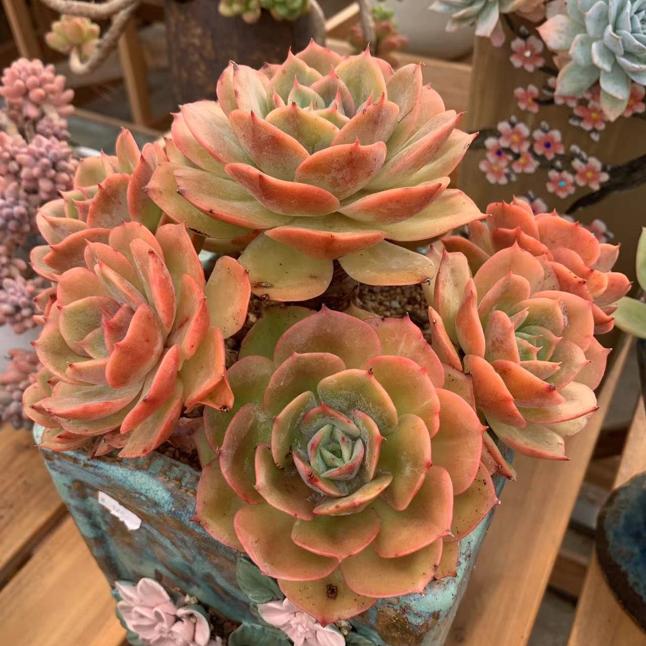 多肉植物，白雪公主老桩