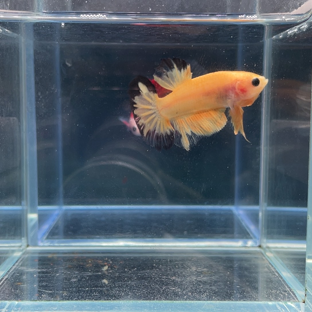 斗鱼印尼进口黄比卡丘