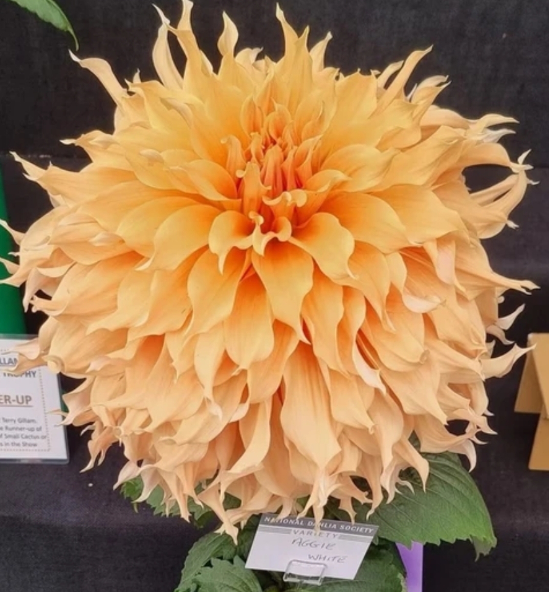 【进口巨型花】阿姬怀特多年生好养护四季种植大丽花