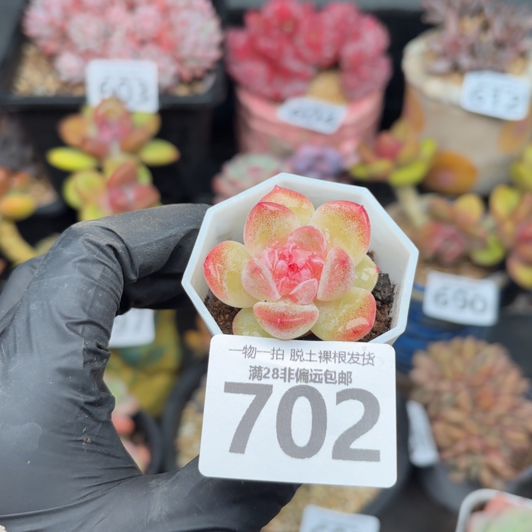 碧焰单头无盆土发货