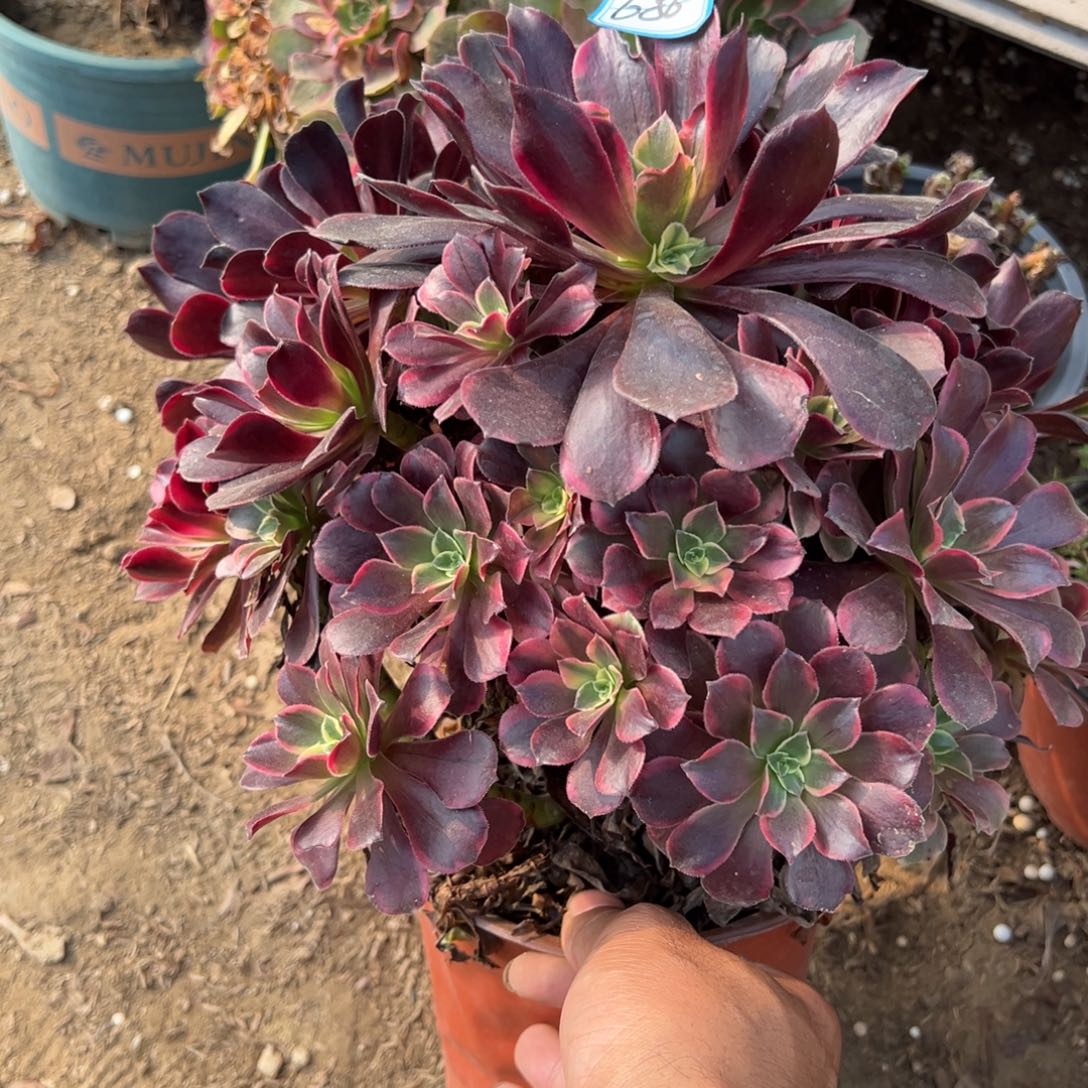 680金丝雀多肉植物法师多肉