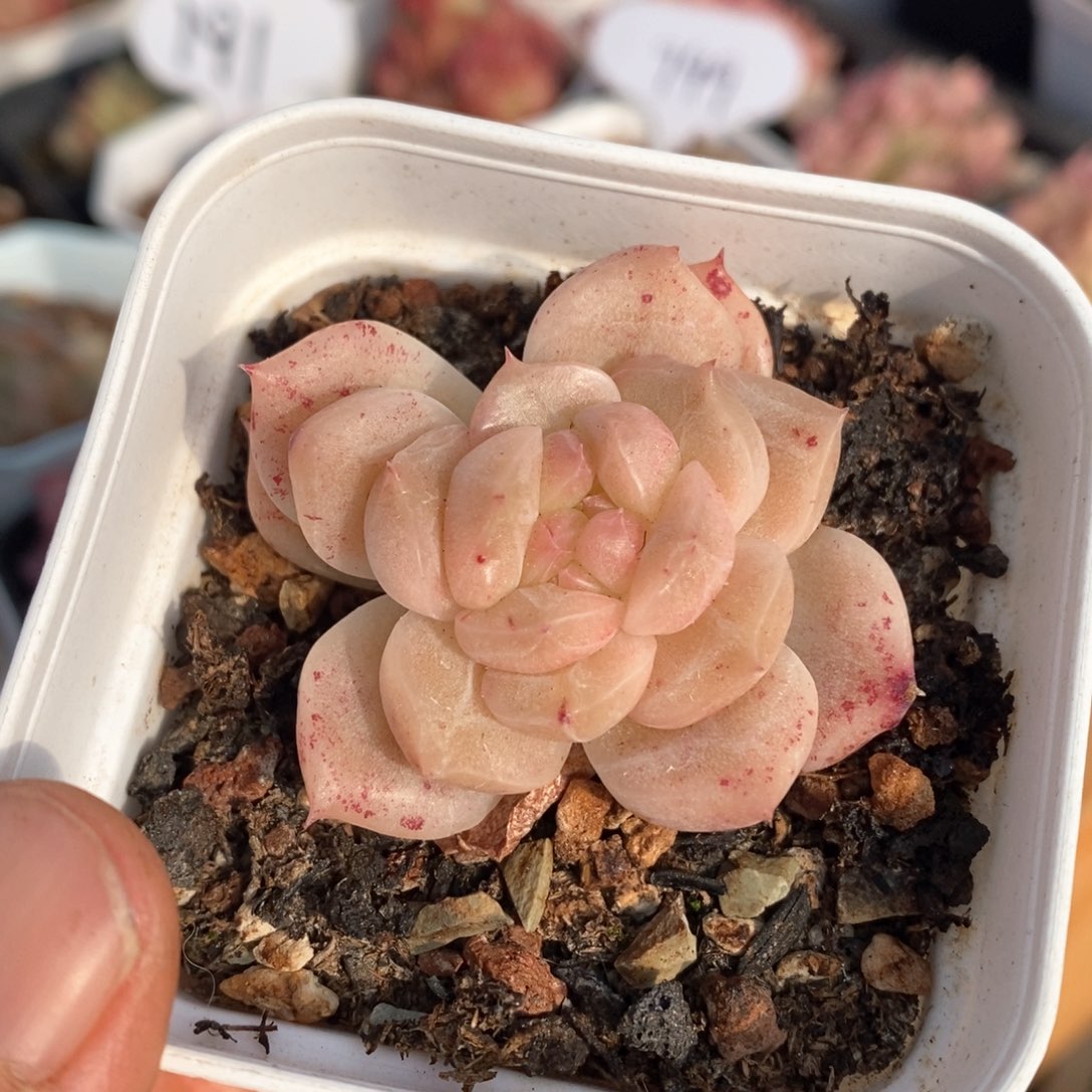 精品多肉一物一拍不包整224