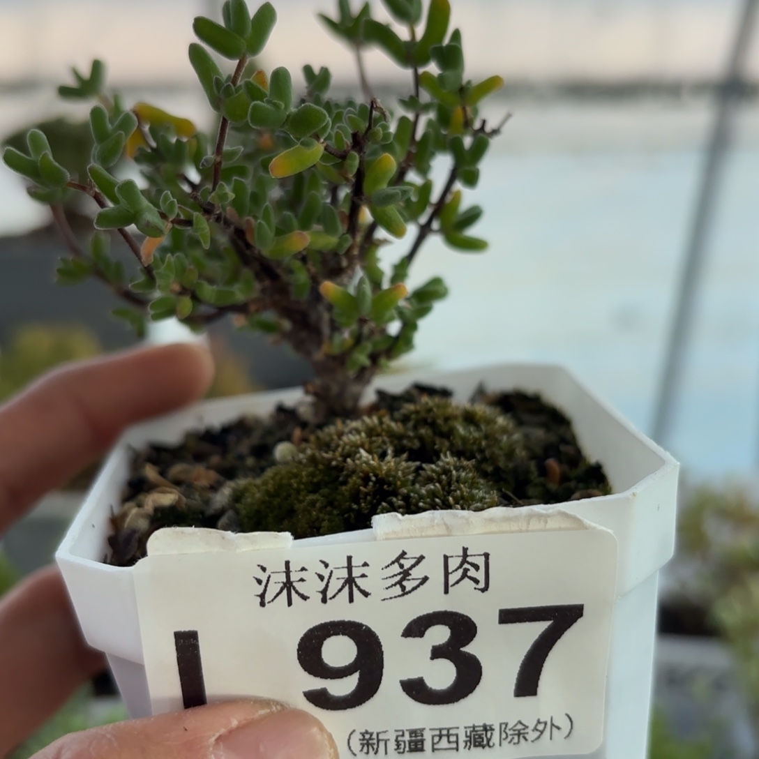 937虾钳枝干福利哦哦