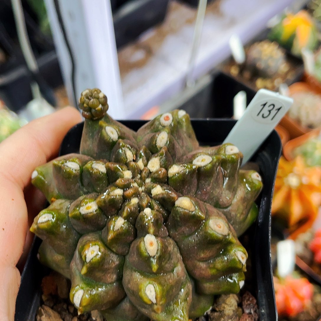 非偏远地区满25包邮仙人球