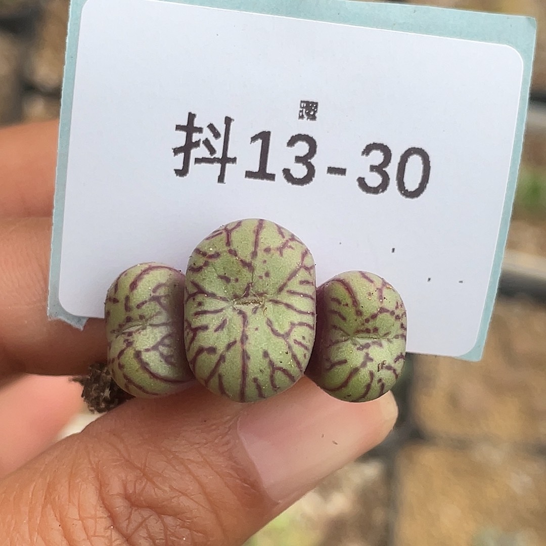 13-30安贞多肉植物