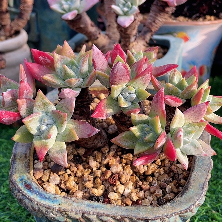 野生仙女杯福利粗桩