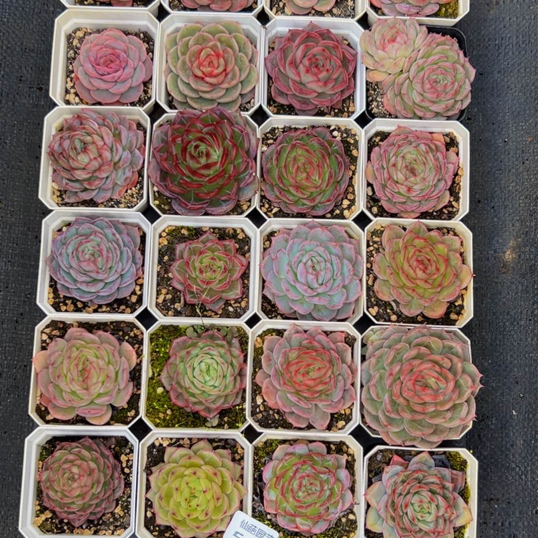 川****583多肉葡萄的味道是真的