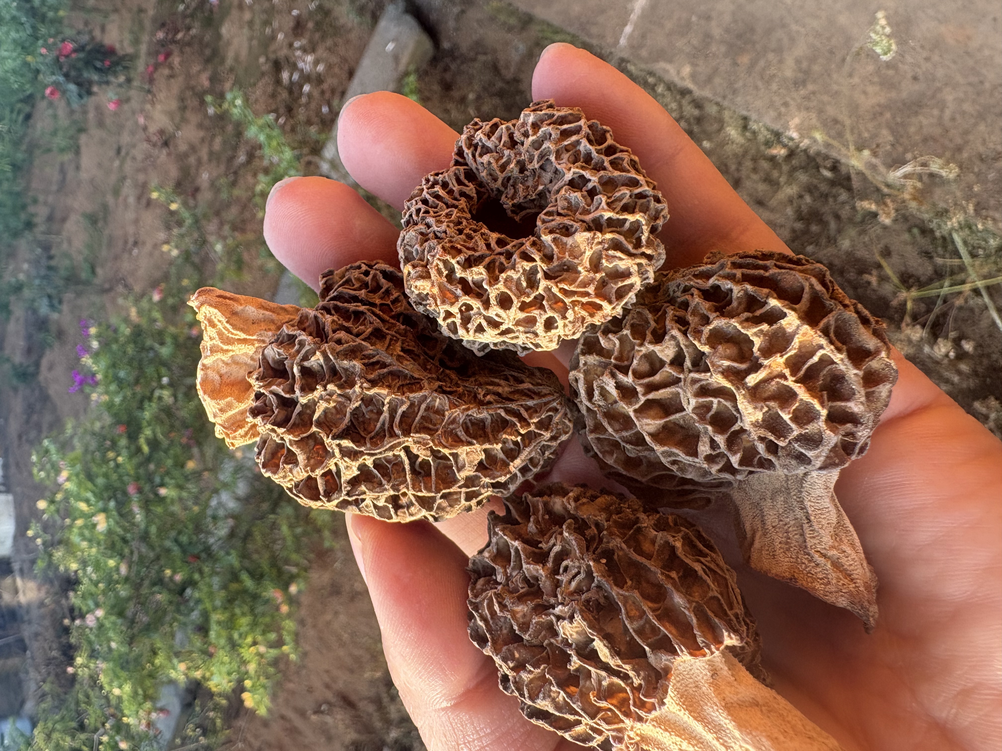 云南高原山货土特产—草莓型头茬羊肚菌干货滋补自然晒干新货