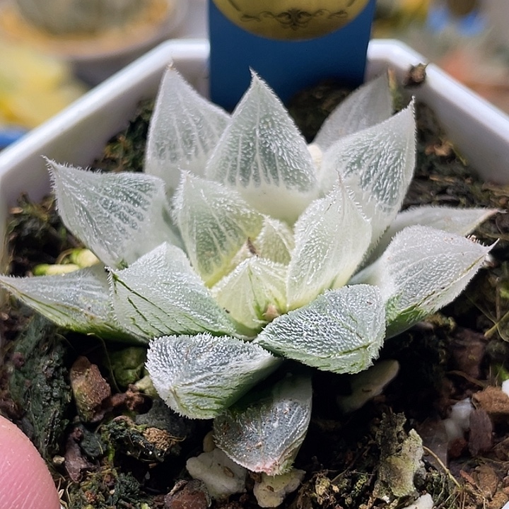708糊斑白狐狸锦特选福利