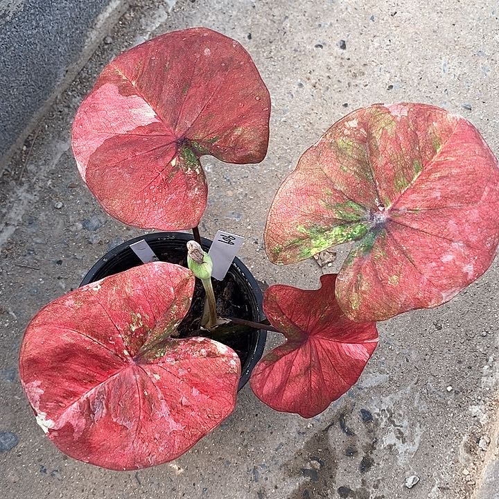 909-0203 泰国彩叶