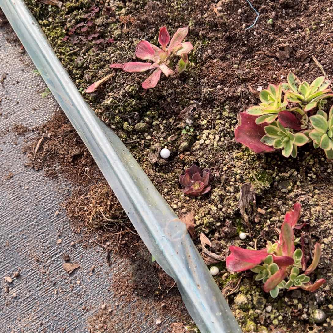 遇***己212如意嫁接多肉椅子秋天