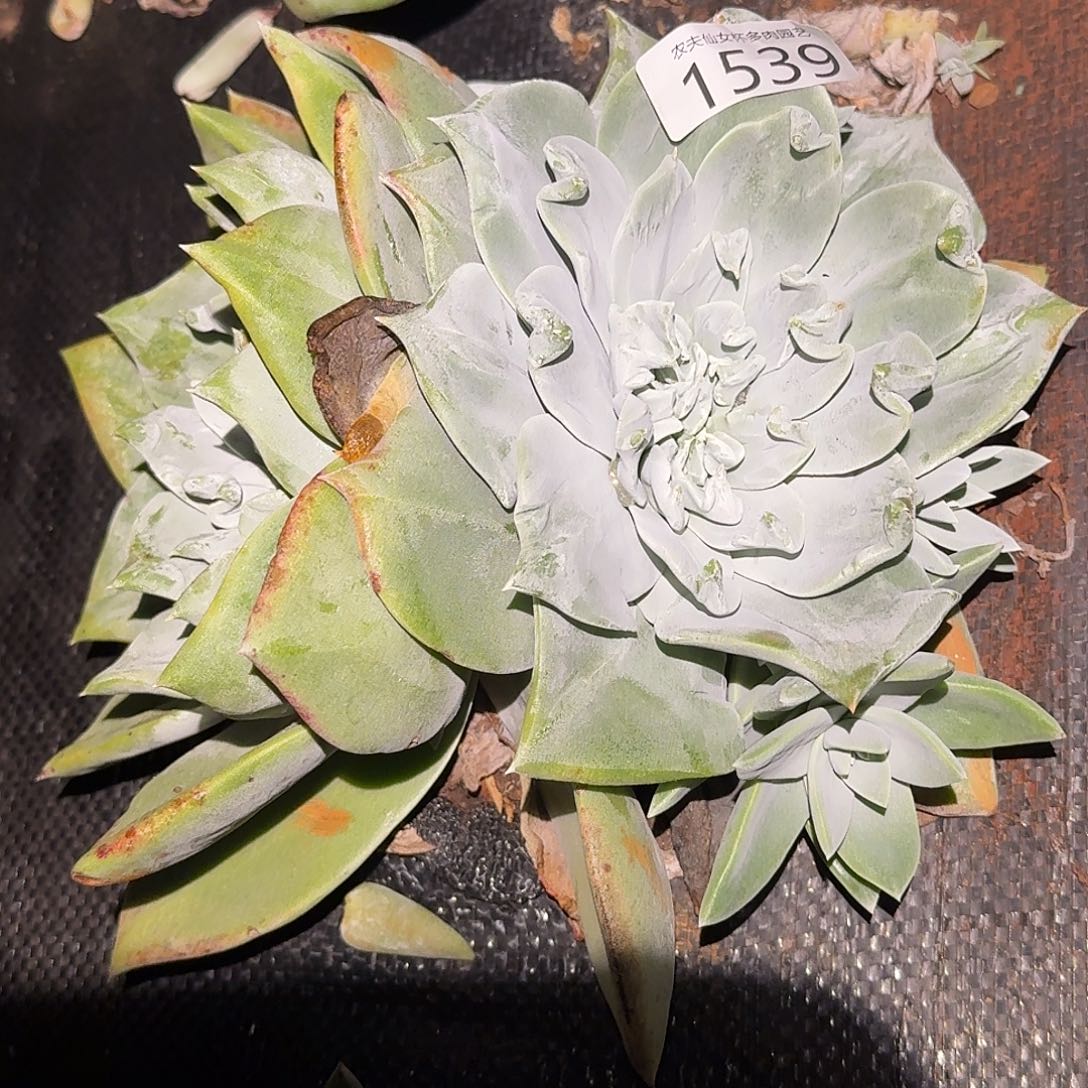 ，***，3代杂交仙女杯多肉福利