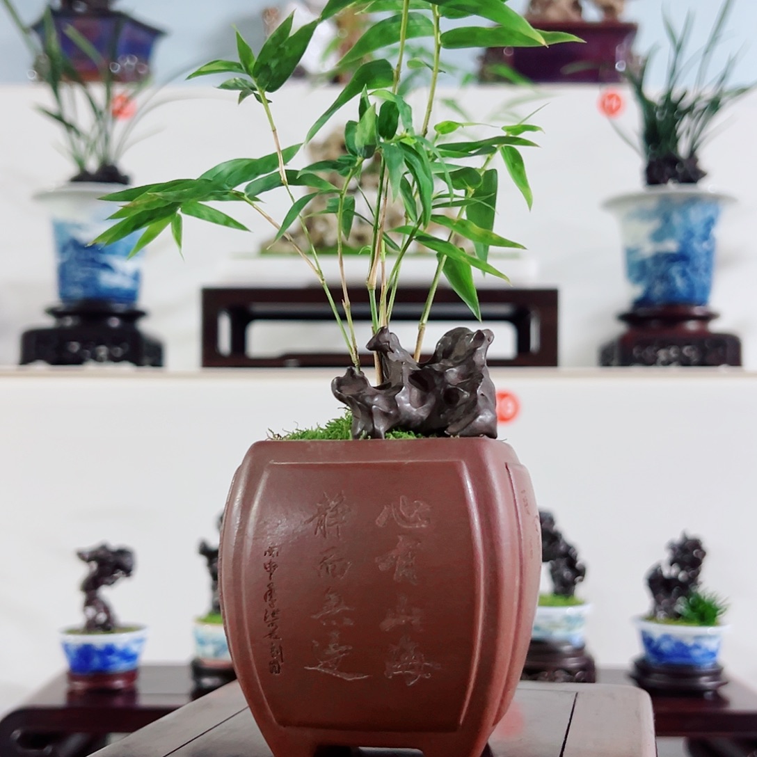 无花朵盆景，凤尾竹，太湖石