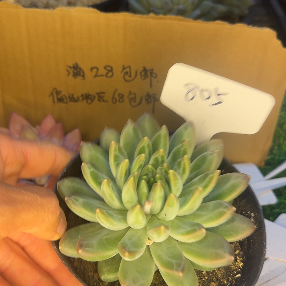云南多肉现在一物一拍805