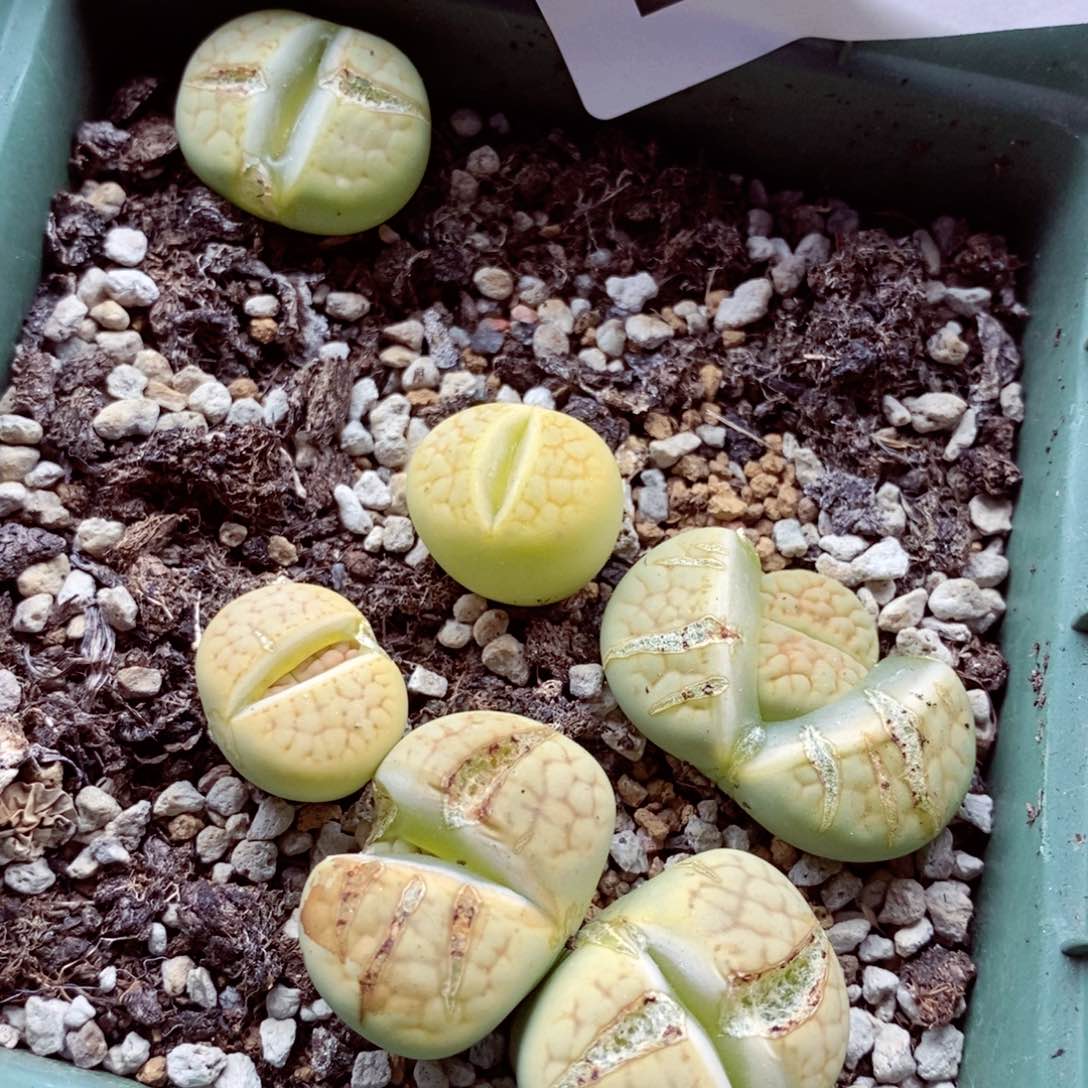 我的小姐姐们都是我的308