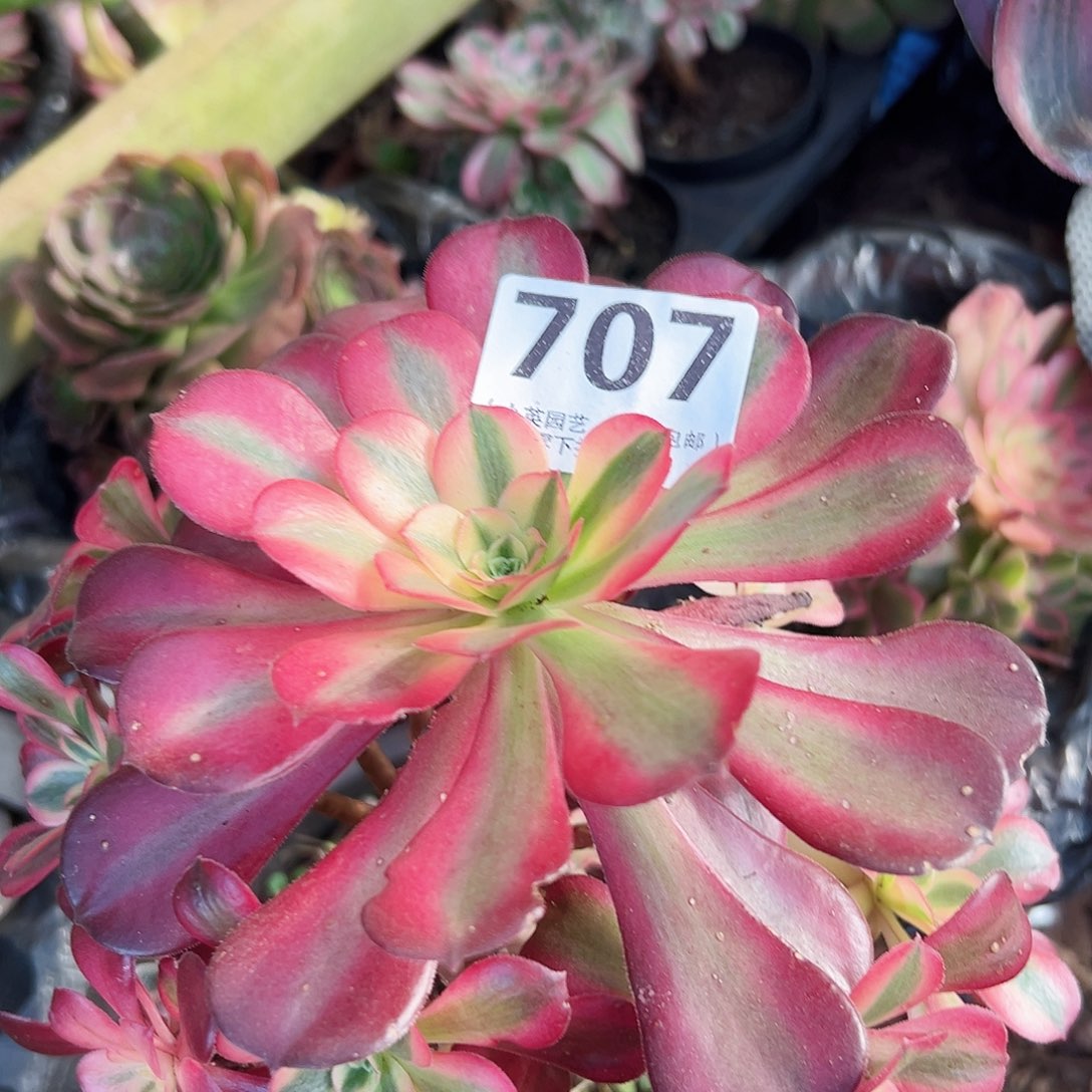 老桩美杜莎707多肉植物多肉植物