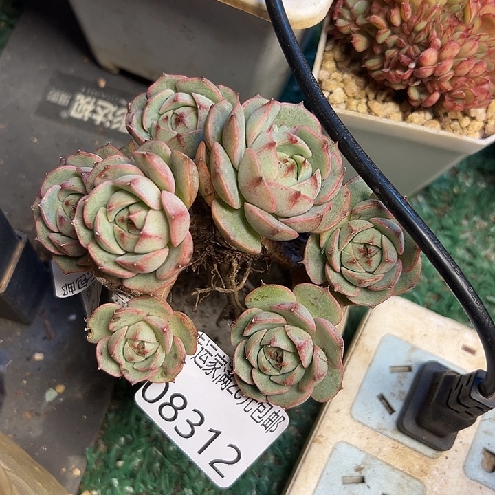 幸运的是我还没遇到你