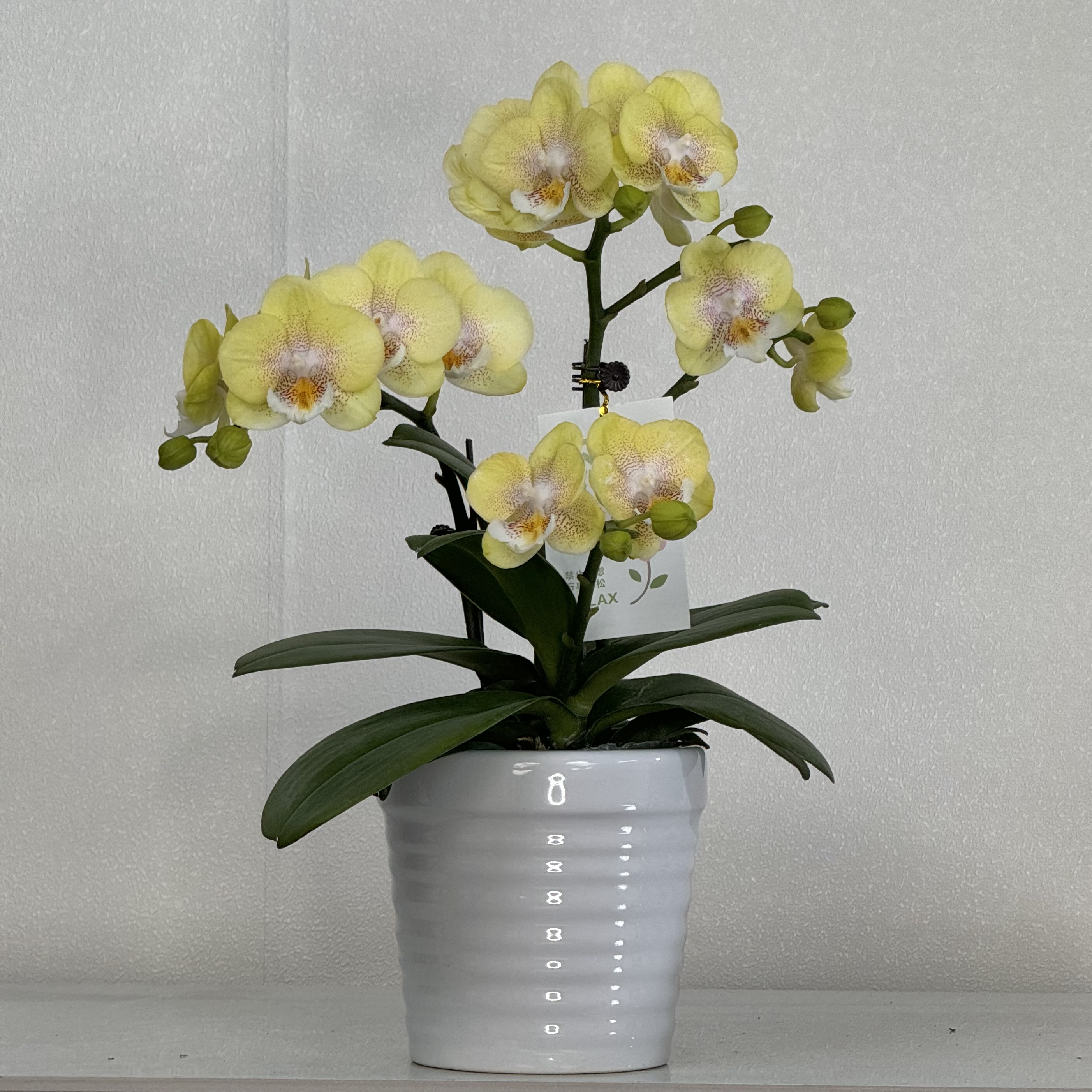 蝴蝶兰《爆米花》黄色系花 摆室内办公室 茶桌 真花 蝴蝶兰基地直发