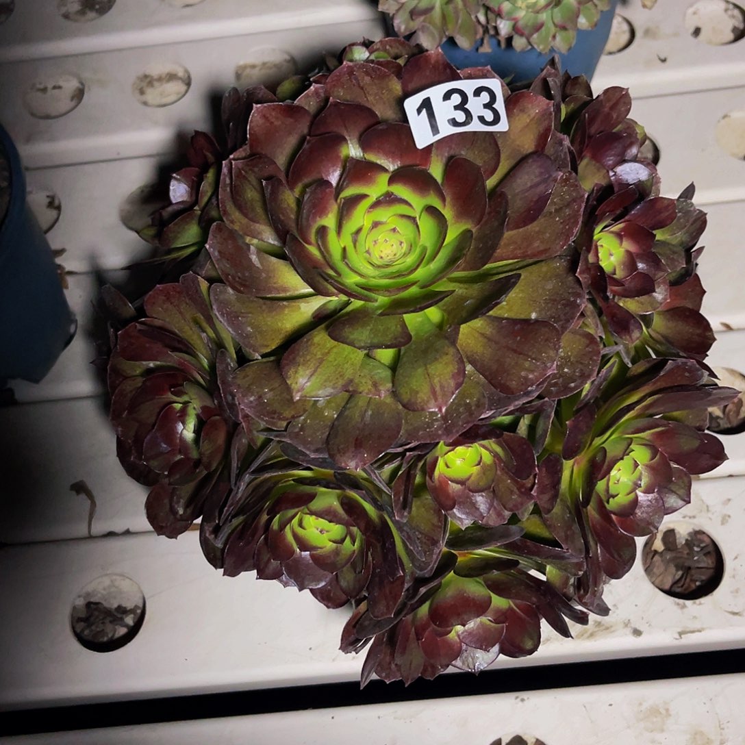 法师法师3-11包邮法师