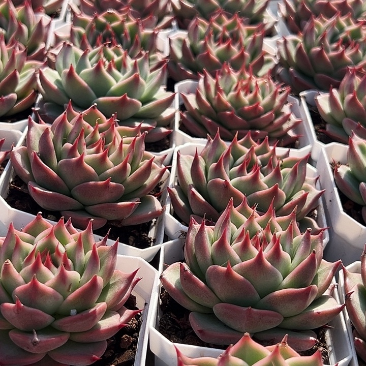 托斯卡内莉       福利多多