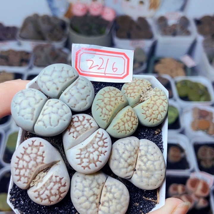 樱桃爱妃们的美肉