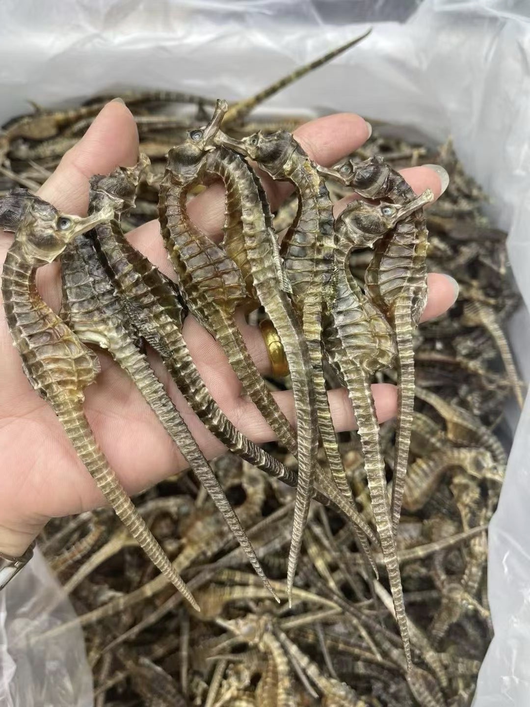 海马公母搭配可煲汤