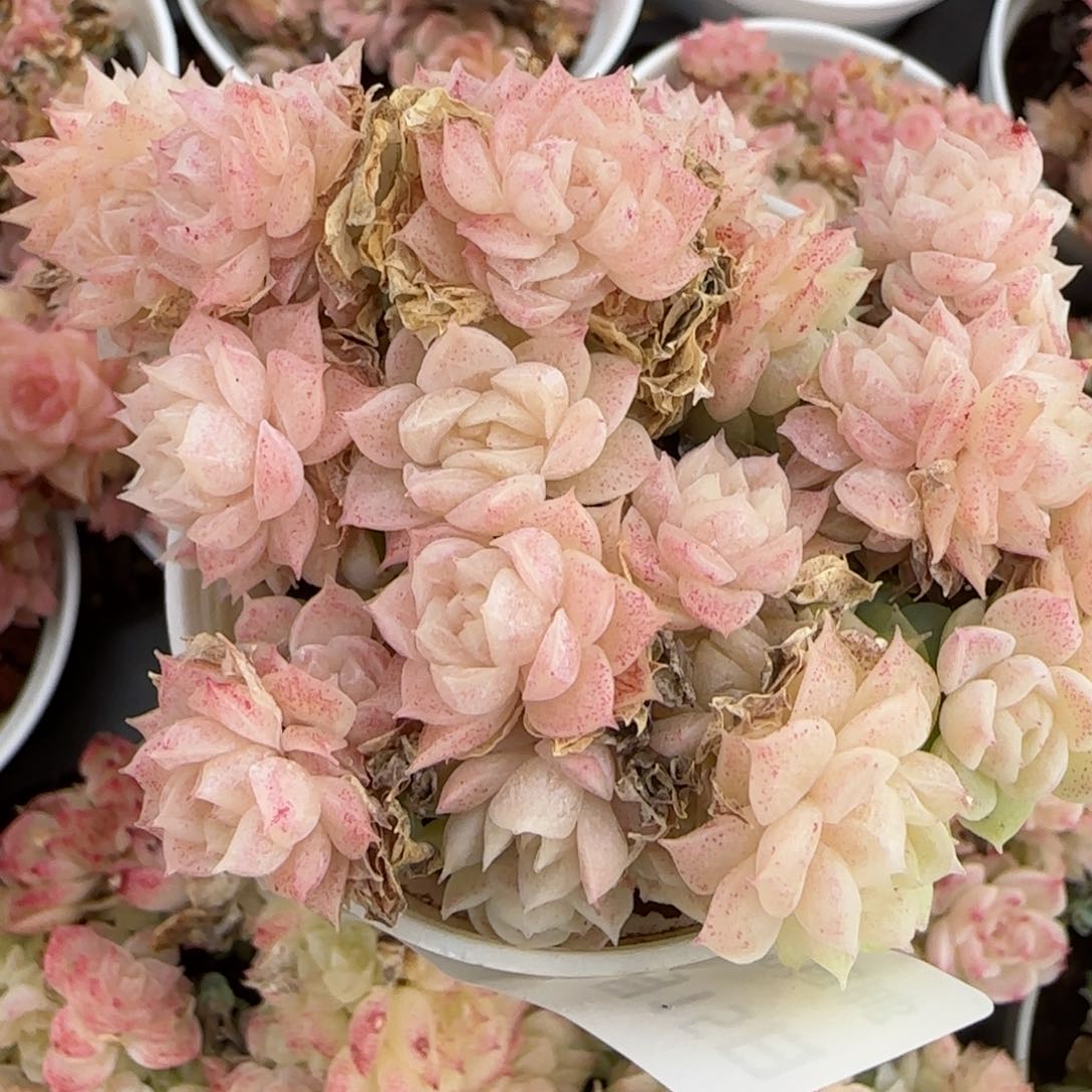 花语逸境0215-99散