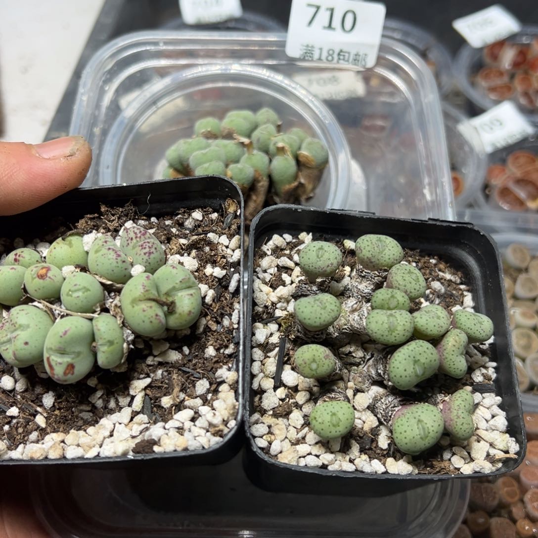 【闪购商品】 710。     