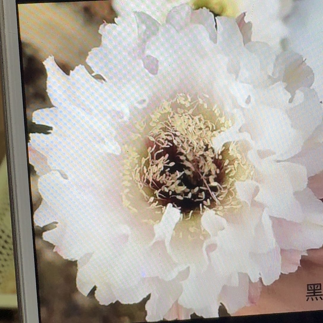 黑美人侧芽4公分彩草