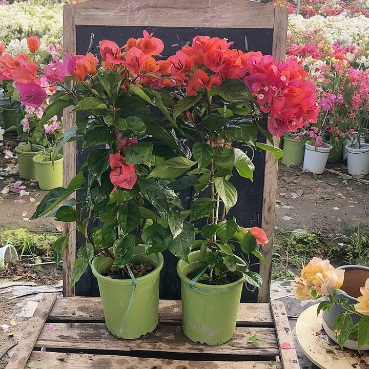 完全开放三角梅米奇