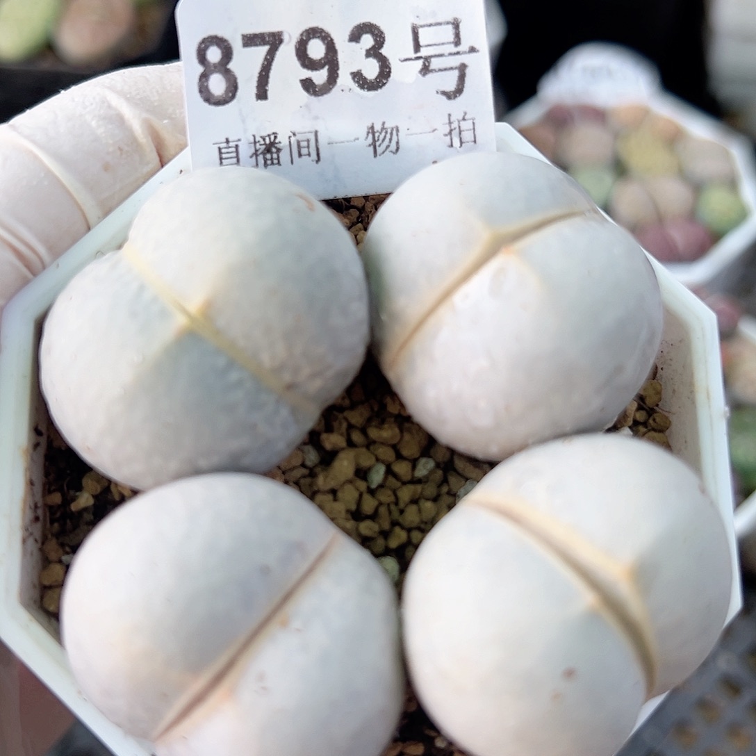 8793 好养易活生石花大母本4个大高尔夫