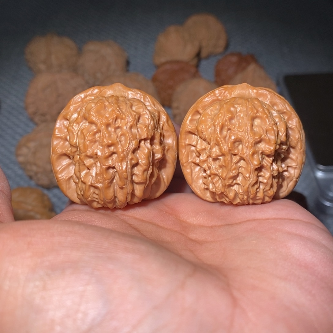 40尺全品血麒麟。   