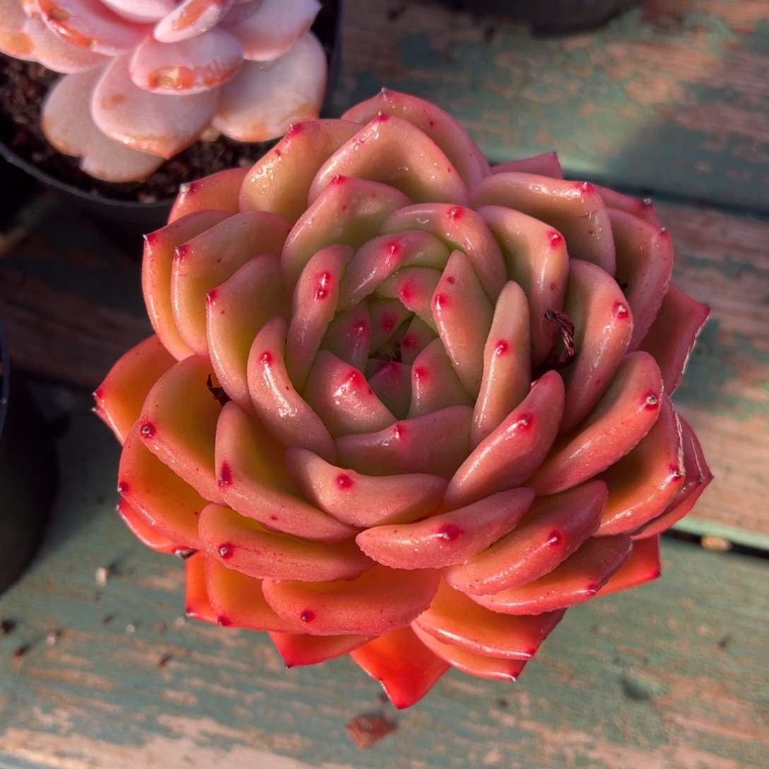 红酒东云多肉植物