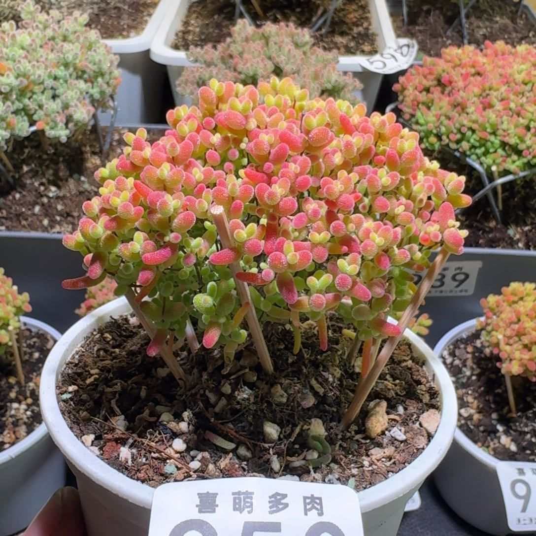 枝干番杏蜜橘糖球950